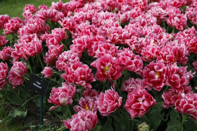 Den här tulpanen som mer ser ut som en pion är uppkallad efter konstnären Rembrandt.