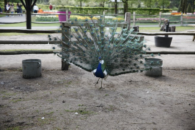 En påfågel i blomsterträdgården Keukenhofs lilla djurpark.