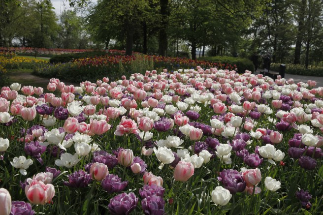 Ett litet hav av tulpaner i Keukenhof i Lisse.