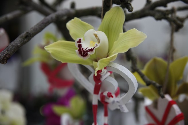 En vacker liten present för cirka tre euro. Kändes ändå som att den inte skulle hålla hela vägen hem så jag nöjde mig med ett fotografi.