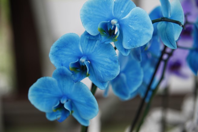 I orkidéhuset tog jag massor av bilder, älskar de här blommorna. Om den här är färgad eller inte blev oklart för mig.