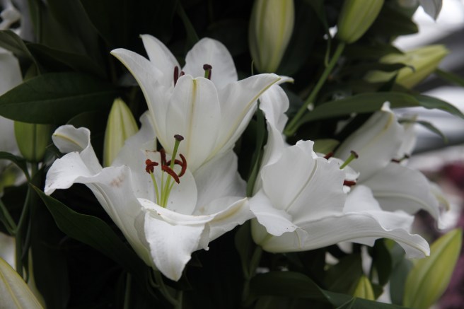 Närbild av skönheterna.