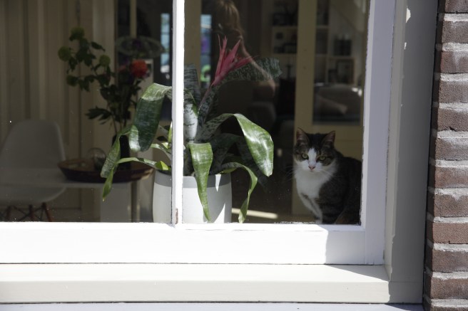 En katt studerade oss turister där vi strövade längs gatorna i Volendam.