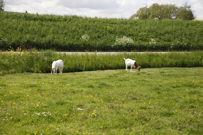 Så många getter, får, hästar och kor som vi sett på några dagar ser man väl inte fort igen. Och att det är vår i naturen ser man då det finns så många ungar i djurvärlden, fastän jag inte har dem på bild här.