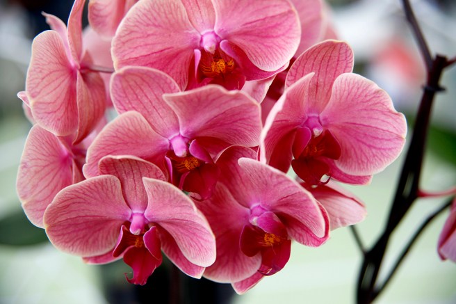 En av de hundratals orkidéer i olika färger och former vi såg i Keukenhofs orkidépaviljong.