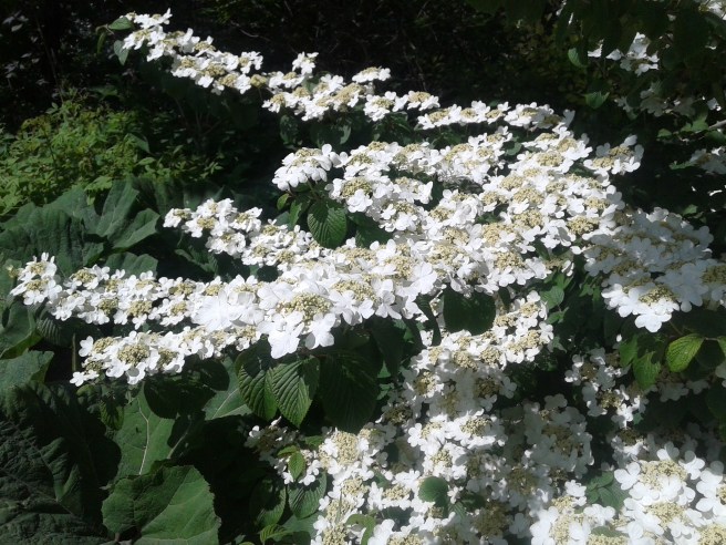En blommande buske men fråga mig inte vad den heter :-)