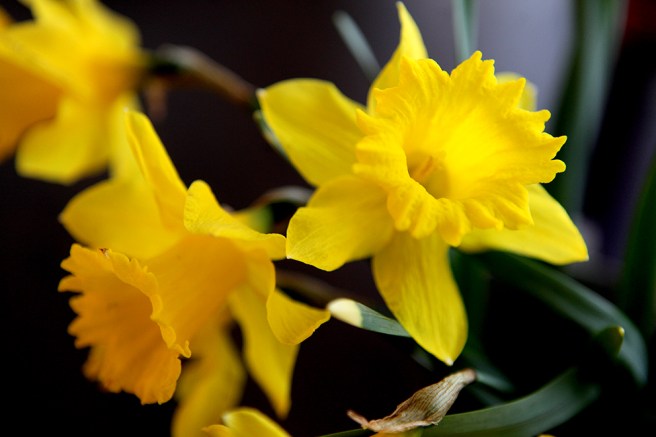 Påskliljor från mammas trädgård. Dom blommar än då våren kom så sent.