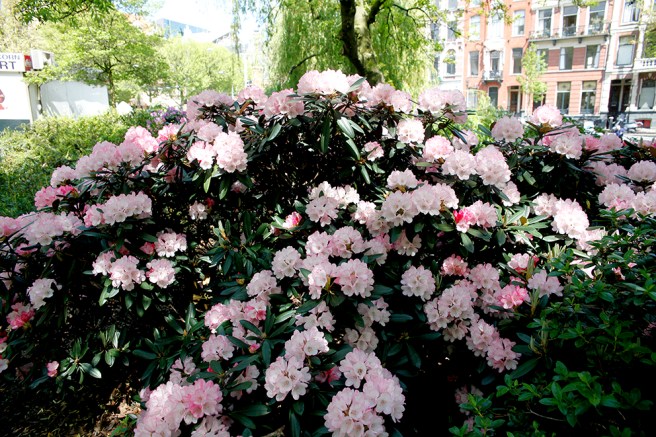 En rododendronbuske i centrala Amsterdam, inte långt från vårt hotell intill kanalen.