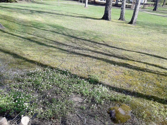 Jag plockar sällan vitsippor för jag tycker de är fina där de står.