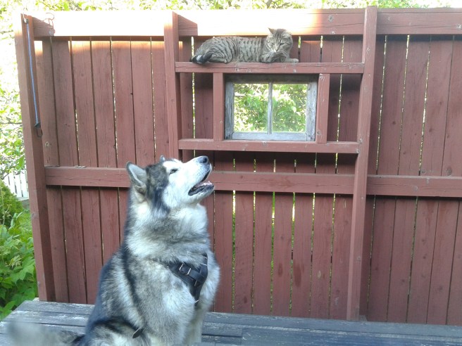 Katten Felix hade spanat på en mås. Sedan kom Rudi och då fick jag den här bilden.