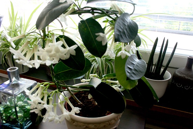 Underbar doft den sprider, doftrankan. Hoppas jag kan hålla den vid liv!