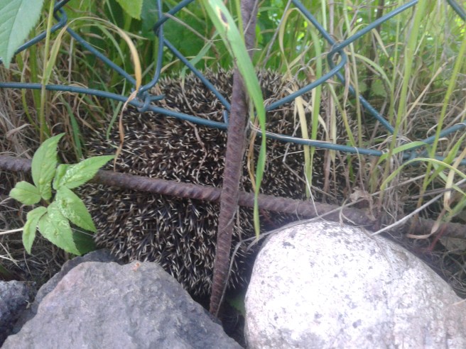 Igelkotten fräser men det hörs ju inte här :-) Tyckte nog, hunden Rudi och andra nyfikna blev för närgångna med kamerorna.