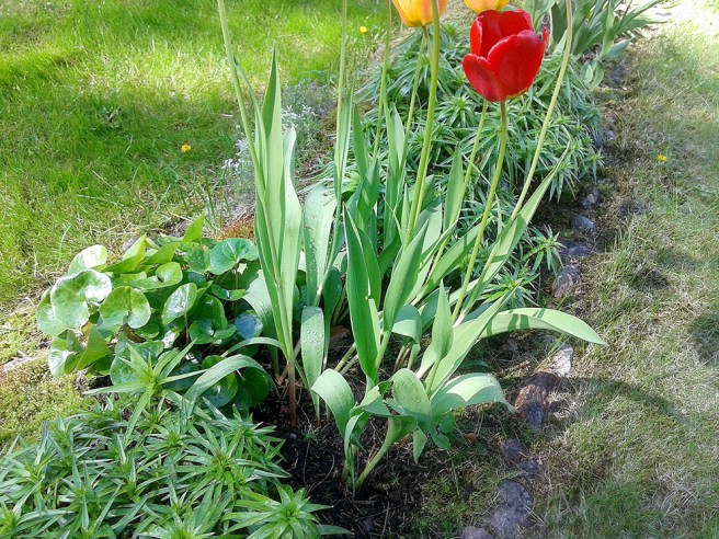 Ser under några dagar till att blommorna på Kretsgången får vatten.
