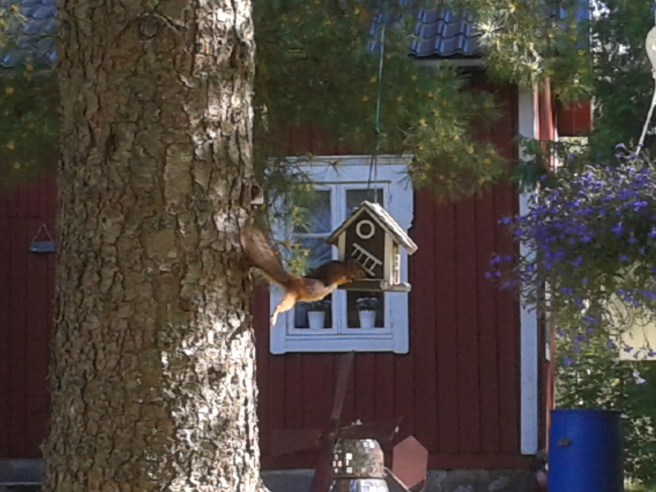 Så här kommer jag åt dem. Kråkan kan inte sitta här och käka, han är för stor.