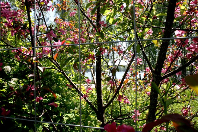 Genom trädgårdens staket ser man ut över landsvägen och en skymt av Kymmene älv.