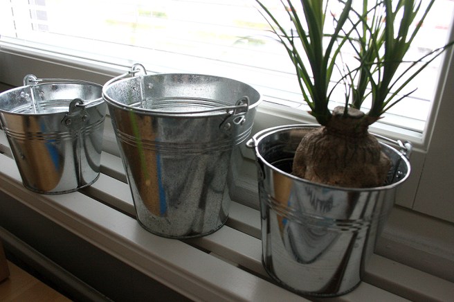 Lite nytt i köksfönstret.