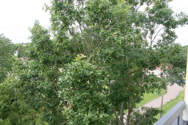 Nu ser jag inte längre grannars hus mot nordväst.