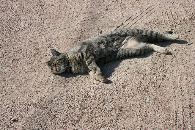 Och husets katt älskade att vältra sig i sanden.