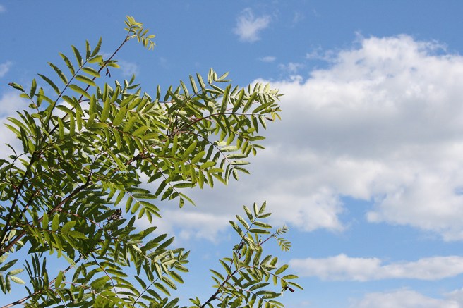 Solen lyste från en nästan klarblå himmel.