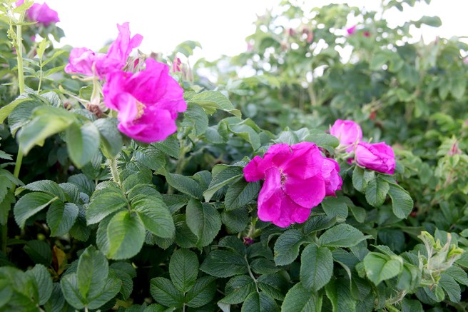 Tror det här är nyponrosor, ni får rätta mig om jag har fel :-)