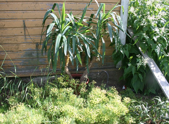 I Lovisas grannkommun växer det palmer.