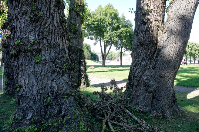 Gamla stammar i Tranbrunnsparken.