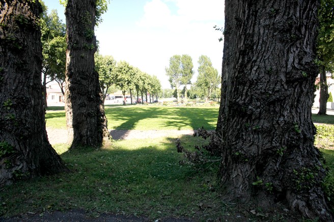 Samma gamla stammar sedd från annan vinkel.