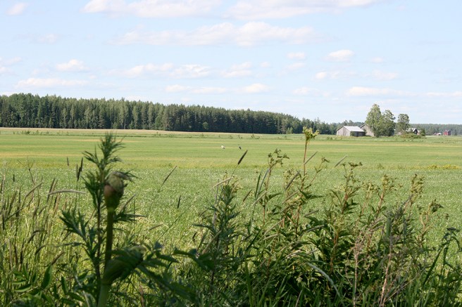 Den här tiden på året är det inte vanligt att se tranor på åkrarna.