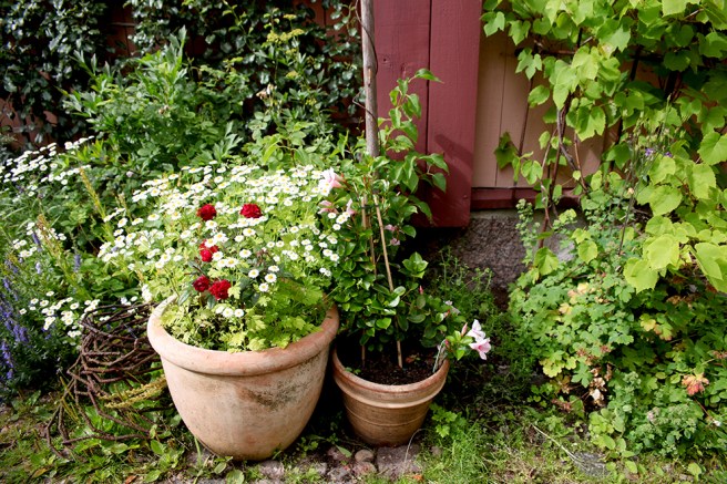 Det finns massor av växter både i krukor och i rabatt på gården.