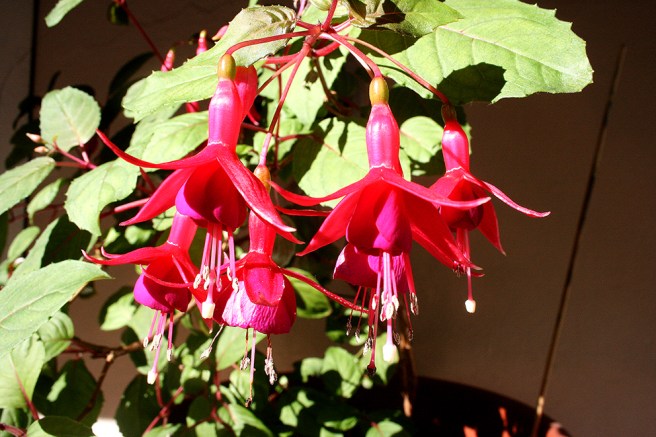 På hotellets innergård fanns den här skönheten.