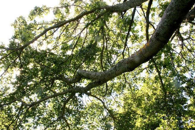 Inte fel alls att ligga på rygg i gräset och titta upp mot den här vackra trädkronan.