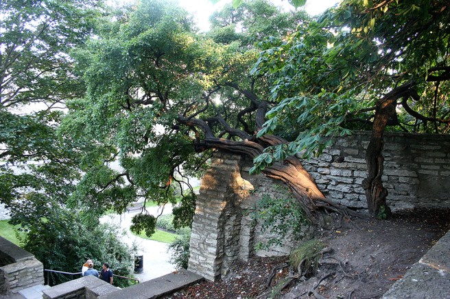 Fascinerande stam intill en av murarna i gamla stan i Tallinn. Hur gammalt månne trädet är?