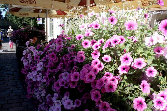 Tre stora hav av blommor utanför en servering i gamla stan.