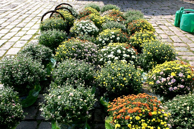 Blomster som säger att hösten är i antågande?