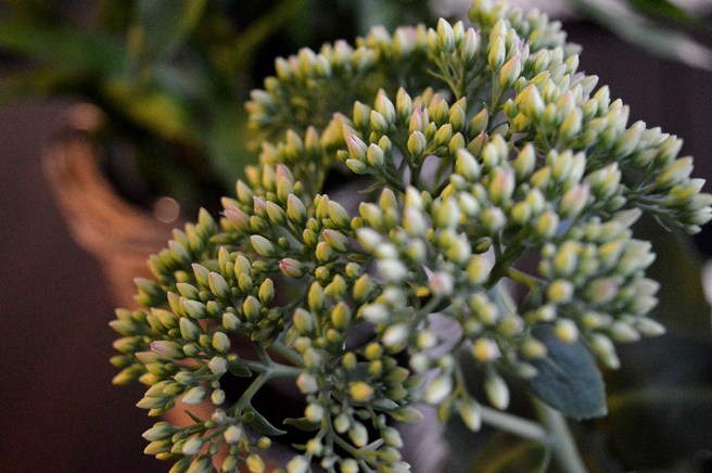 Närbild av kärleksört.