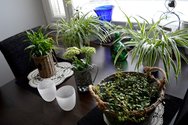 Ju fler växter jag omkring mig, desto bättre :-)