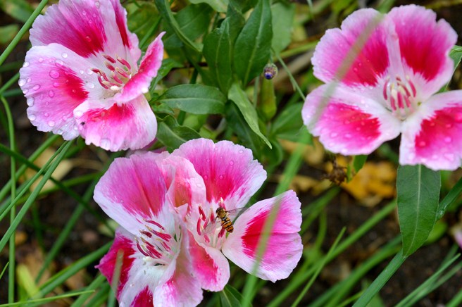 Vet inte vad den här blomman heter, men kanske någon av mina läsare känner igen den?