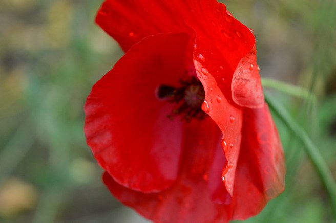 Det här tror jag är en vallmo.