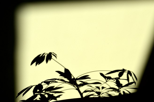 Funderade först på att beskära bilden men tyckte den blev vackrast med naturlig inramning ändå.