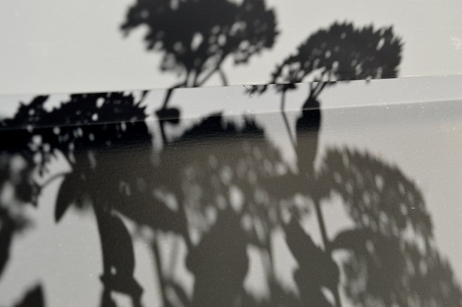 Den här bilden är tagen ute på balkongen, mot fönstret och fönsterblecket. Kärleksörten levererar!