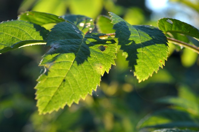 Vadå höst? Här är det sol och grönska på gång!
