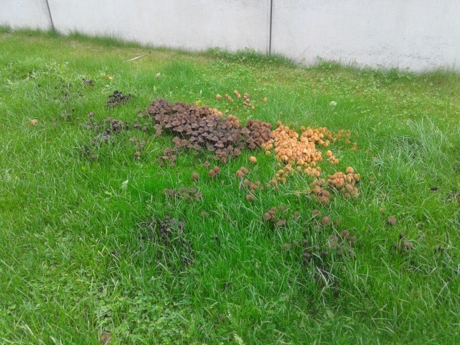 Bäst att bara se men inte röra.