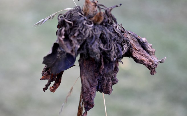 Vackert vissnat. En pion som levt ut sin sommar.