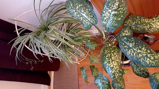 Flyttade på några växter för att frigöra ytor att jobba på.