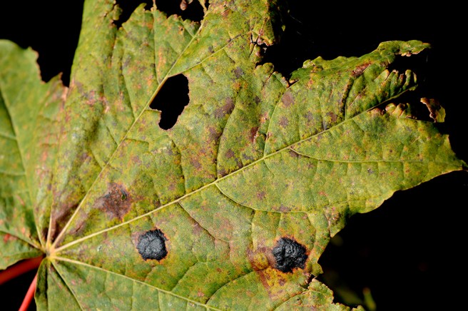 Det finns en skönhet också i löv som håller på att dö.