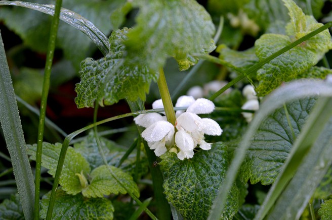 Är det vanligt att nässlorna blommar ännu i mitten av oktober? Eller är det här inte blommor?