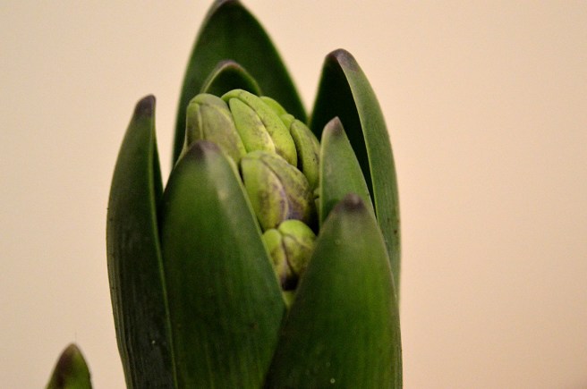 Min favoritblomma, hyacinten. Vet inte vilken färg det blir.
