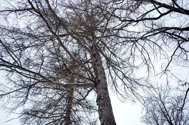 Träd i Kapellparken :-)