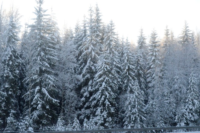 Skog, skog, skog och snö.