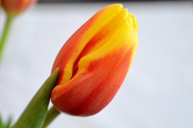 tulpan_2